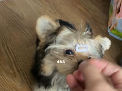 如何训练约克夏停止并坐下？（以宠物为主，有效的约克夏训练方式）