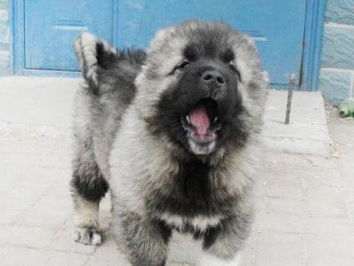 高加索犬的饲养方法（了解高加索犬的特点，打造舒适的生活环境）