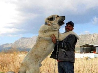 高加索犬的饲养方法（宠物爱好者必知的高加索犬养成指南）