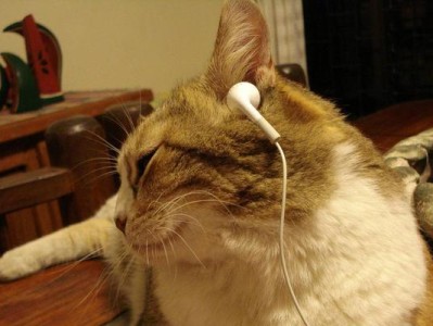 给猫咪播放音乐的好处与选择（为您的爱猫提供最佳音乐享受）