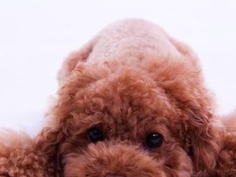如何判断贵宾犬是否患病？（了解贵宾犬常见疾病，掌握判断方法）