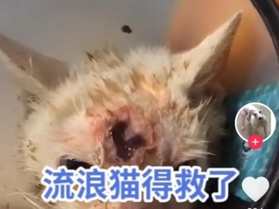 为什么猫会没事抖？（探索猫抖的原因和背后的含义）