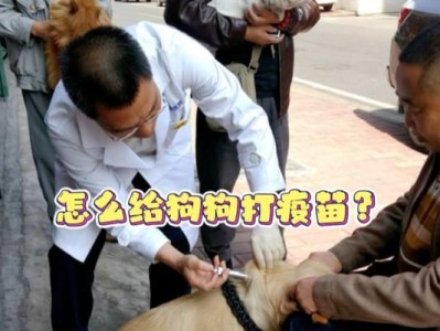 小狗打疫苗前的注意事项（保护小狗免受疾病侵袭的必要步骤）