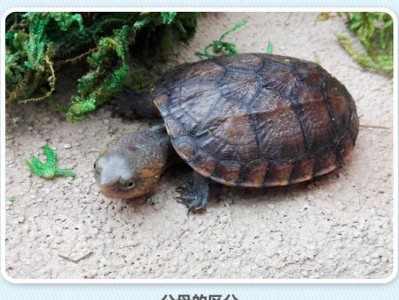 红面泥龟饲养全攻略（宠物小龟的养殖、喂养、健康与繁殖技巧）