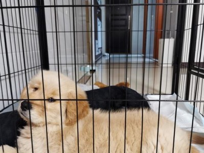 如何处理幼犬金毛突然拒食狗粮？（宠物饮食不良的表现及应对方法，营养均衡的重要性）