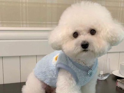 贵宾幼犬的养护知识（打造健康快乐的贵宾宝宝）