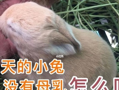 如何给刚生的小兔喂养（科学合理的饲养方式和食物选择）
