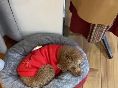 以狗拉咖啡色为主题的奇特情况（探索狗拉咖啡色背后的神秘现象）