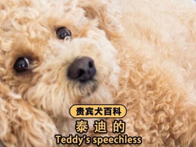 探究泰迪的价格（泰迪价格的影响因素及购买指南）