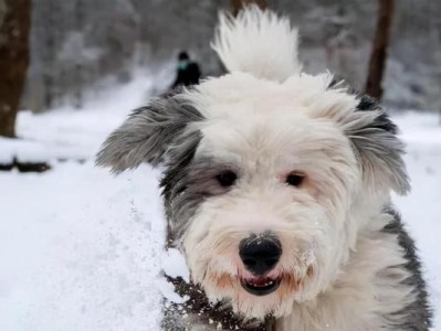 古代牧羊犬的喂养与训练（以宠物为主，掌握这两个方面，让你的牧羊犬成为你的得力助手）