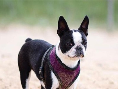 波士顿梗犬的饲养指南(做好这些,让你的波士顿梗犬更健康快乐)