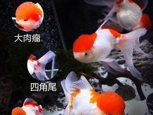 黑龙鱼的饲养指南（宠物养成之道）
