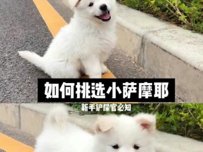 错误做法：饲养萨摩耶时容易犯的错误