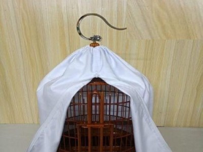 生头画眉鸟到家后多久可以开始遛？（了解生头画眉鸟的适应期，掌握合适的遛鸟时间）