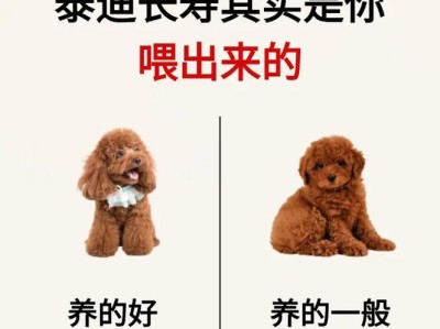 小泰迪常见疾病及预防措施（了解小泰迪的健康问题，保护它的健康生活）