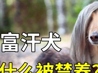 阿富汗犬的价格与市场走势（了解阿富汗犬的市场价格及其关键因素）