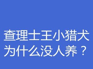 《查理士王小猎犬的饲养方法》（从幼犬到成犬，你需要知道的一切！）