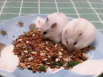 小仓鼠的饮食与繁殖习性解析（探究小仓鼠的食物需求与生育过程，了解关键饮食和生育因素）