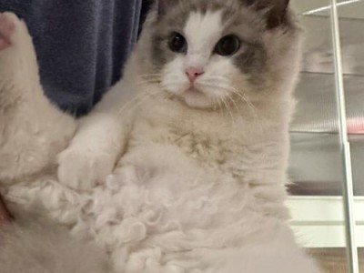 布偶猫寿命之探秘（解锁布偶猫寿命的秘密，让它们更健康长寿）