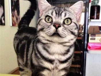 猫脑炎（一窥猫脑炎的症状及如何应对）