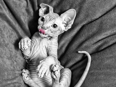 猫咪的身价列表及影响因素（了解猫咪价格的关键因素，探秘不同品种的身价排行榜）