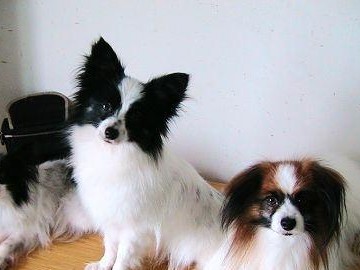 如何科学喂养蝴蝶犬？（以宠物为主，让蝴蝶犬健康成长）