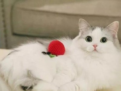 猫咪安逸（以猫咪安逸说说猫咪，分享宠物猫的生活点滴）