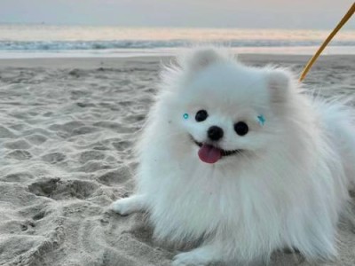 博美犬的价格及购买渠道（了解博美犬价格，找到健康可靠的购买渠道）