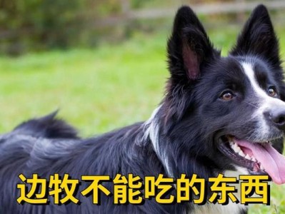 小边牧的饮食指南（为您的小边牧提供健康饮食建议）