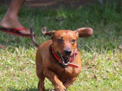 如何正确给腊肠犬梳毛（注意事项和技巧）