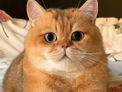 英短猫的七种常见颜色及其最新价（探索英短猫不同颜色的魅力，及其在市场中的价值）