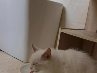 猫咪不愿意喝水，如何解决？（以宠物为主，了解猫咪喝水习惯，预防病情发生）