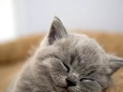猫咪发热的可能原因及如何测量直肠温度（了解猫咪发热的原因，准确测量直肠温度，保障猫咪健康）