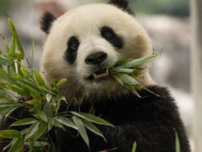 熊猫为什么不能当宠物？（探寻熊猫作为宠物的困难与问题）