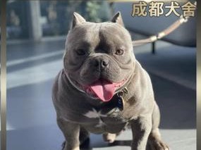 恶霸犬（一只能挣100万美元的恶霸犬的传奇故事）