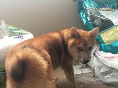 柴犬的生活照料指南（如何给柴犬提供健康快乐的生活？）