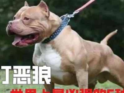 饲养要谨慎！这几种狗被公认为“最烧钱”的（狗主人必读）