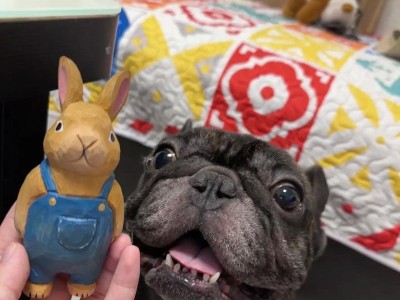 探秘法国斗牛犬的价格与影响因素（揭秘法国斗牛犬价格的七大关键因素）