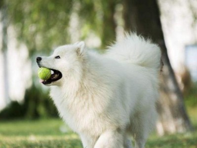 银狐犬的饮食习惯剖析（了解宠物的食性，让它健康成长）