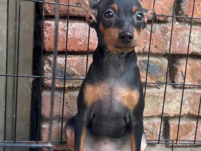 了解迷你杜宾犬的常见病症，保护爱宠健康（了解迷你杜宾犬的常见病症，保护爱宠健康）