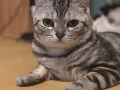 美国短尾猫的饲养指南（从喂食到健康保养，让您的宠物猫健康快乐成长）