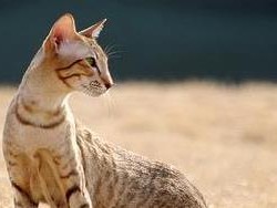 养护东方短毛猫（一份适合东方短毛猫的养护指南）