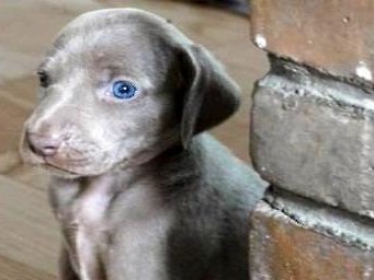 如何正确饲养威玛猎犬？（了解威玛猎犬的特点，掌握科学饲养方法）