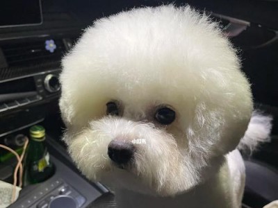 比熊生产后的母狗喂养指南（为母狗提供合适的营养，促进健康产仔）