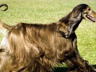 揭秘法老王的忠诚猎犬（探究阿努比斯的历史渊源和生活习性）