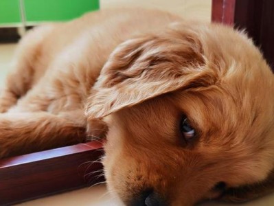 让好动的狗狗安静休息的方法（如何让你的宠物在家中舒适地休息）