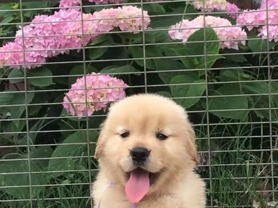 不纯金毛犬的外貌特征与品种鉴别（揭秘不纯金毛犬的五大特征及常见品种）