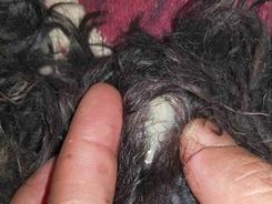 狗狗拉液体，可能患有什么病？（解析狗狗拉液体的病因及应对措施）