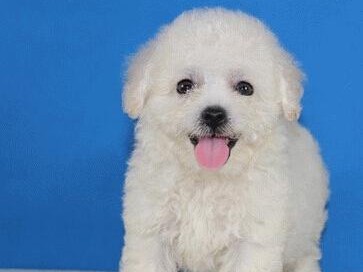 如何科学饲养卷毛比熊犬（从喂养到训练，打造健康快乐的狗狗生活）
