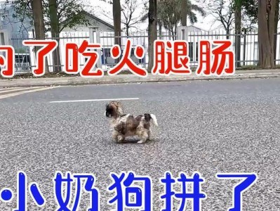三个月的小奶狗饮食指南（合理的饮食安排确保小奶狗的健康成长）